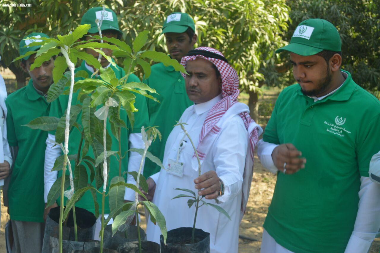 مركز الأبحاث الزراعية بجازان ينظم اليوم الحقلي بشعارخدمة ورعاية أشجار المانجو من الزراعة إلي الحصاد