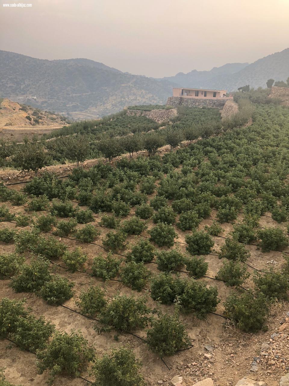 البيئة