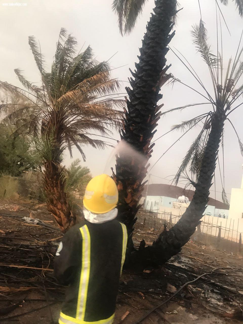صواعق رعدية تتسبب في حوادث حريق للنخل بمحافظة وادي الفرع والمدني يحذر