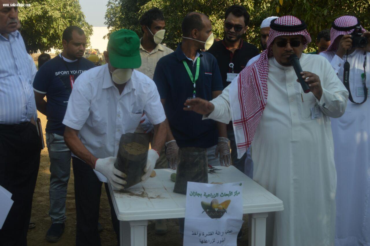 مركز الأبحاث الزراعية بجازان ينظم اليوم الحقلي بشعارخدمة ورعاية أشجار المانجو من الزراعة إلي الحصاد