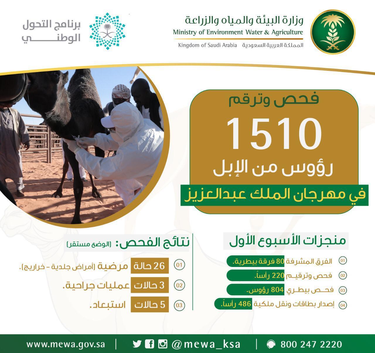 البيئة تفحص وترقم 1500 رأس من الإبل خلال الأسبوع الأول في مهرجان الملك عبدالعزيز