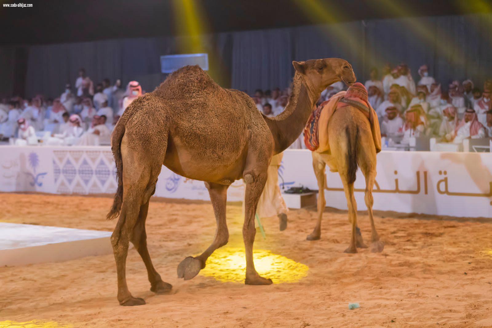 مبيعات مزاد حفرالباطن تتجاوز الـ 20 مليون ريال .