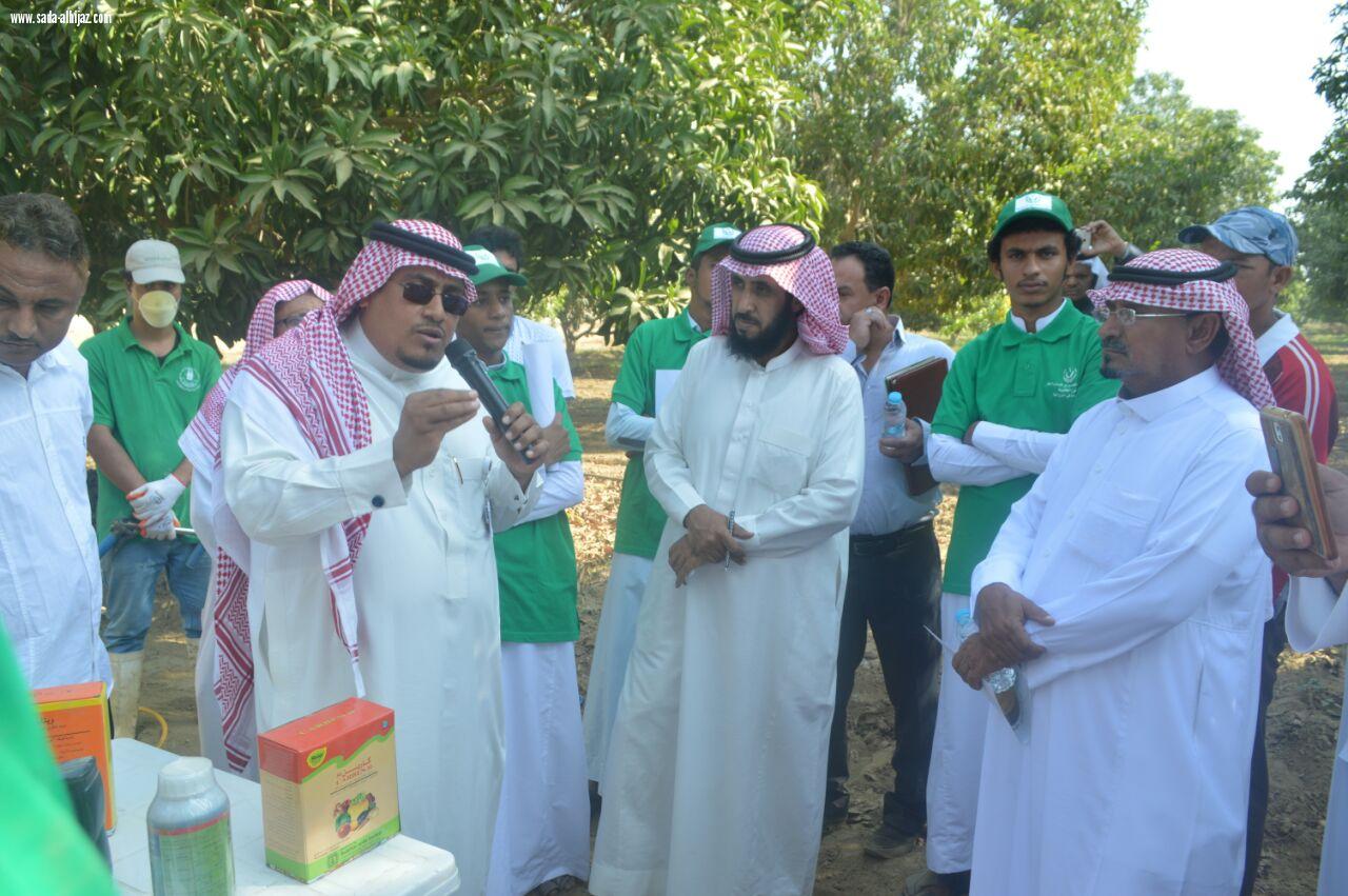مركز الأبحاث الزراعية بجازان ينظم اليوم الحقلي بشعارخدمة ورعاية أشجار المانجو من الزراعة إلي الحصاد