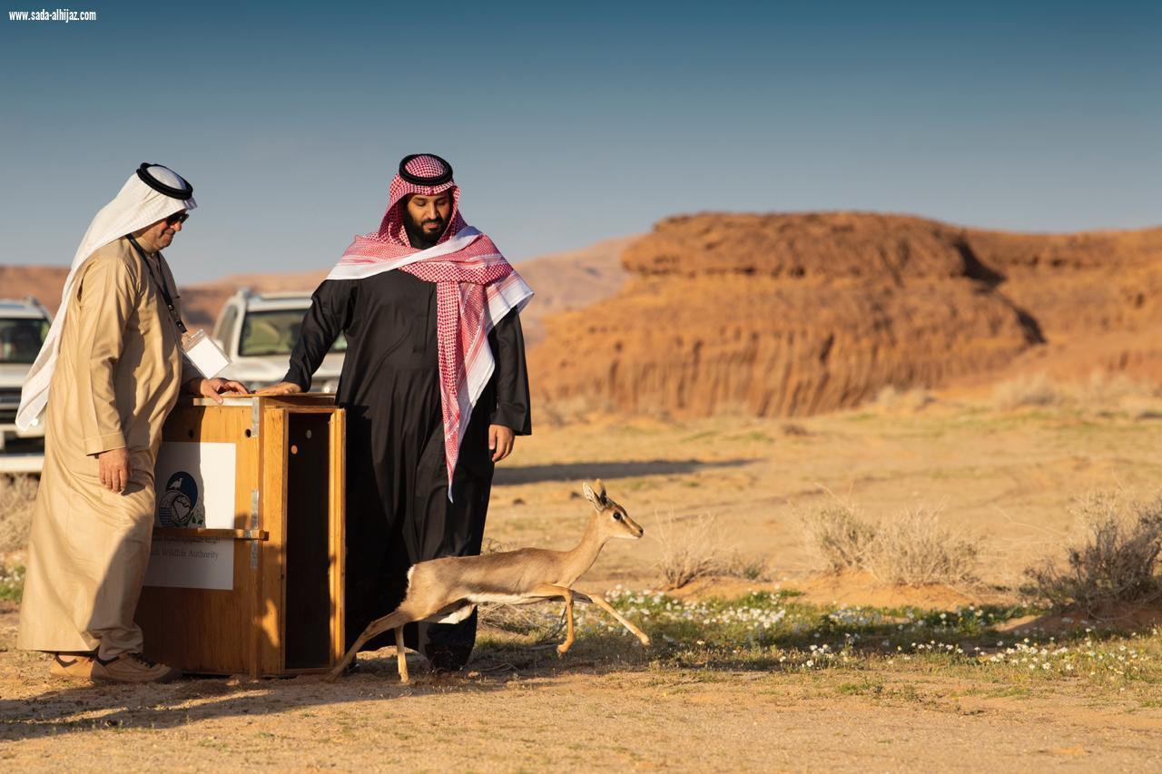 ولي العهد يدشن رؤية العلا ومحمية و منتجع شرعان و يطلق فيها الغزلان والوعول والنعام