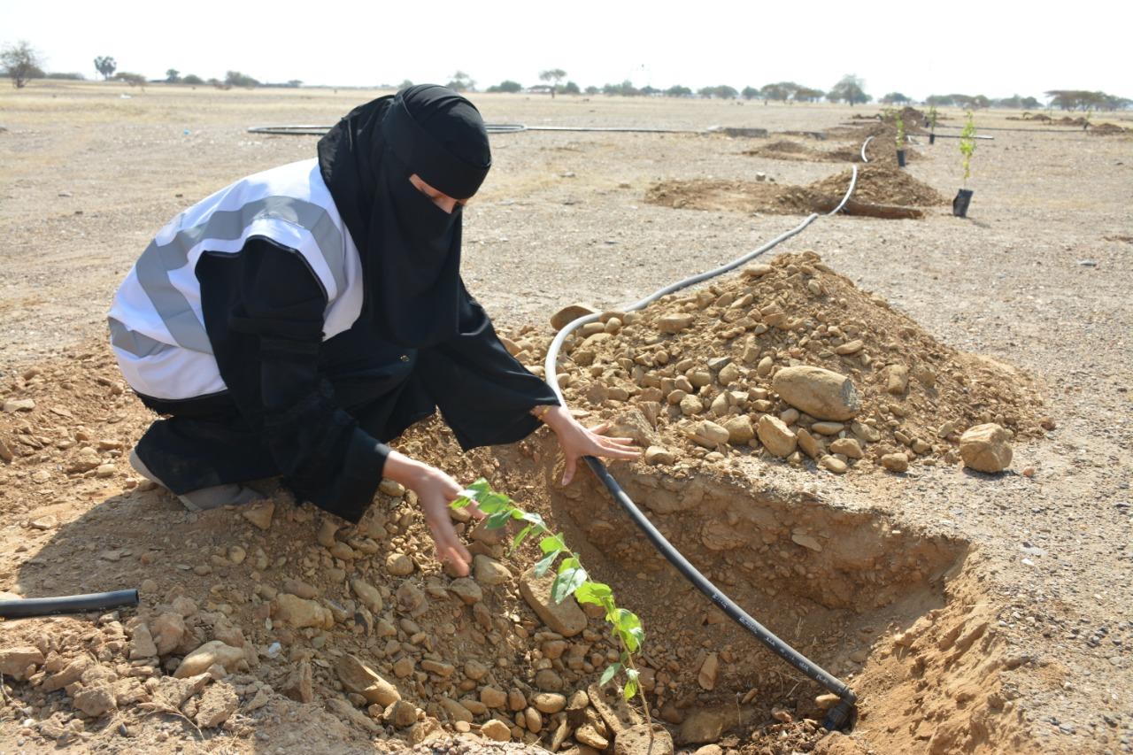 من ضمن مبادرة التشجير في محافظة الدرب بمنتزة السدر البري