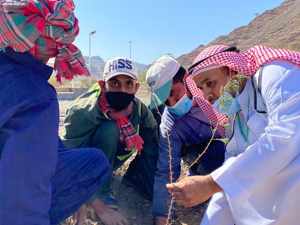 *فرع  وزارة البيئة والمياه والزراعة بمنطقة المدينة المنورة   يستكمل حمله لنجعلها خضراء في المنتزه الوطني بطريق تبوك بالمدينة المنورة  