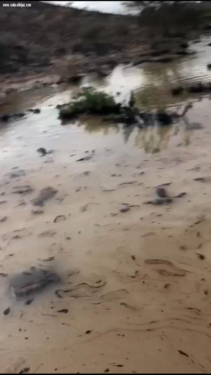 المواد البترولية تغزو وادي سايله 