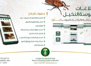 البيئة