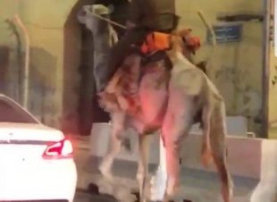 الجهات الأمنية تحقق مع 